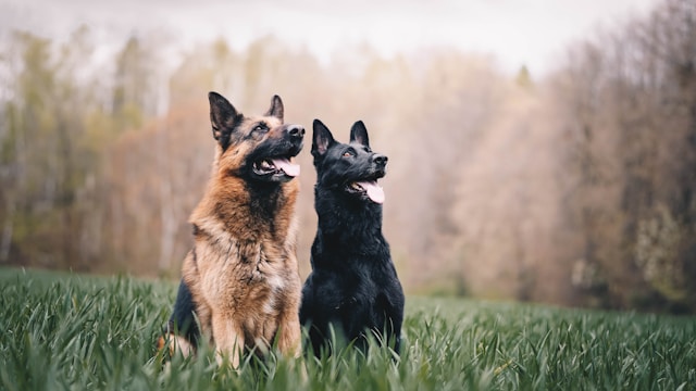 Unraveling the Craftsmanship of German Shepherd Dog Breeders: Architects of Canine Excellence